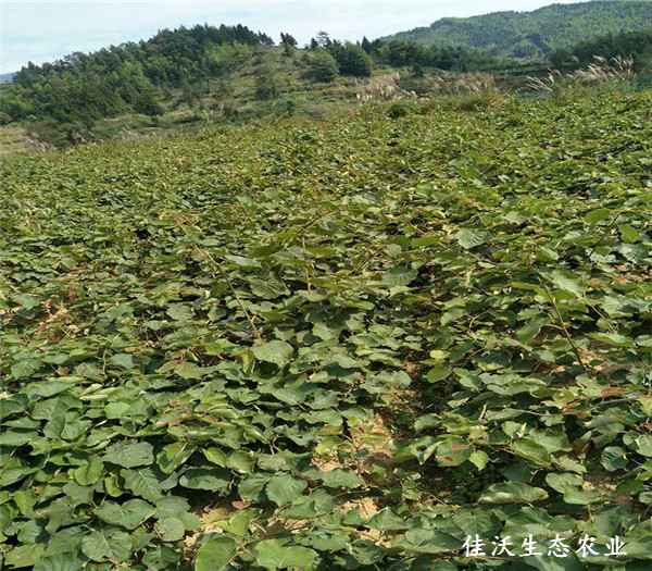 基地風貌