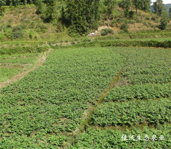 基地風貌