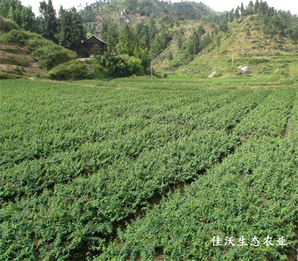 基地風貌