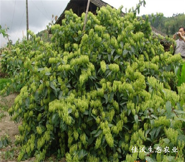 隆回縣金銀花做成大產業,湖南日報頭條