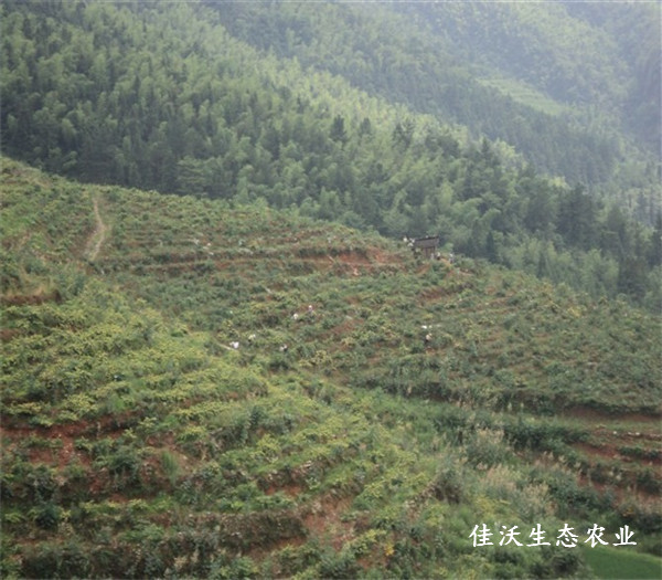 隆回金銀花在英國備受好評