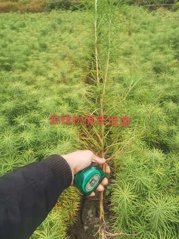 金錢松樹苗