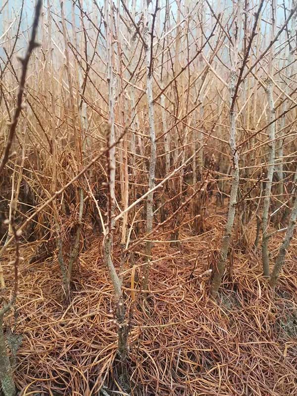 金錢(qián)松樹(shù)苗