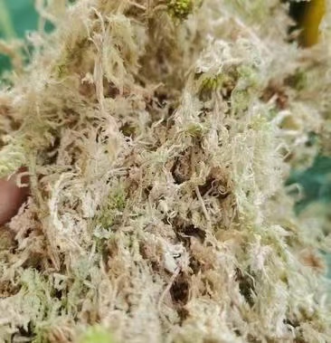?；ú?水苔)