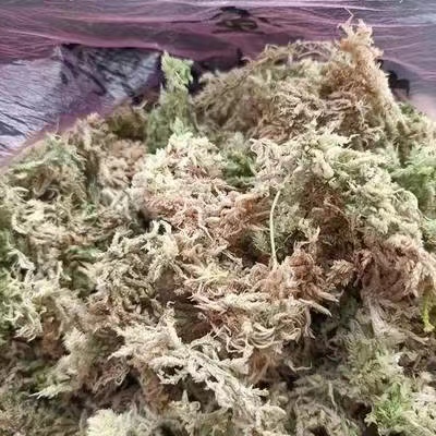 ?；ú?水苔)