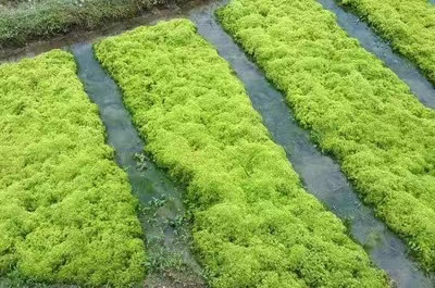 ?；ú?水苔)