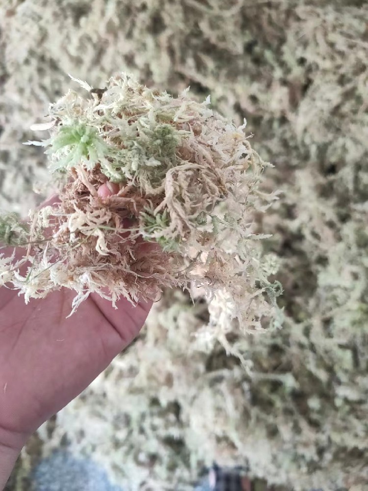 ?；ú?水苔)
