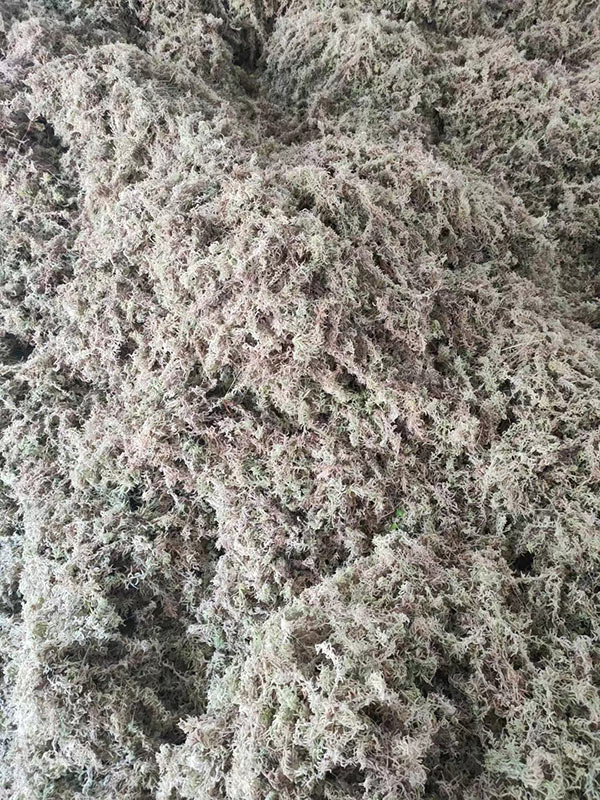 ?；ú?水苔)