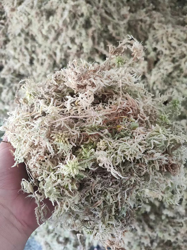 ?；ú?水苔)