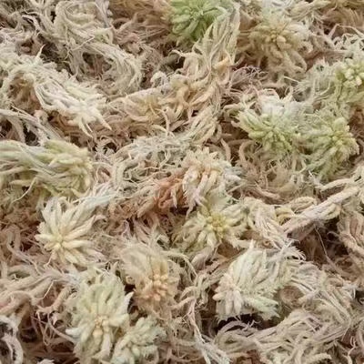 ?；ú?水苔)